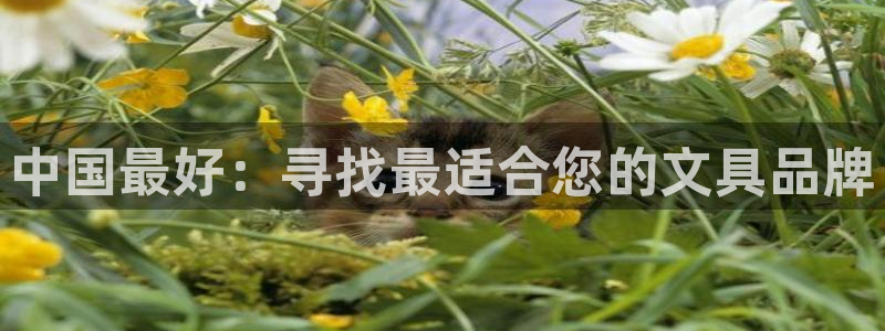 彩名堂二维码：中国最好：寻找最适合您的文