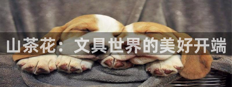 彩名堂幸运飞船计划：山茶花：文具世界的美